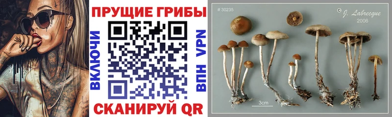 сколько стоит  Суздаль  нарко площадка как зайти  Псилоцибиновые грибы GOLDEN TEACHER 